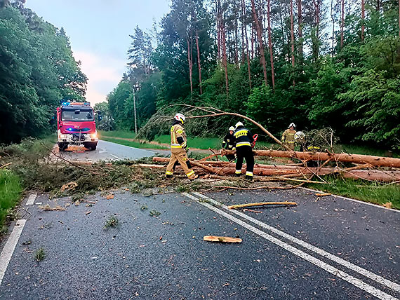 Powalone drzewo na drodze wojewdzkiej 106