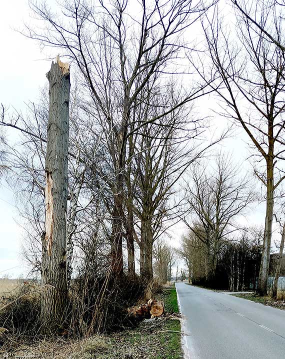 Niebezpieczne topole przy drodze z Wicka do Wapnicy już zawsze będą siać postrach wśród mieszkańców? Co powiedzą urzędnicy, gdy dojdzie tam do tragedii?