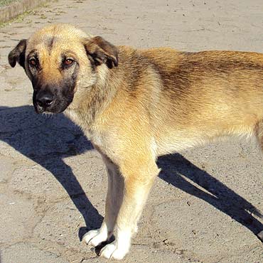 Chomino: Pies b��ka si� od tygodnia