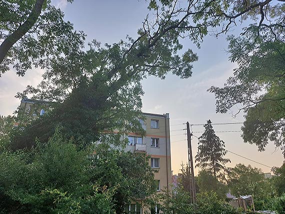 Powalone drzewo w pobliu bloku mieszkalnego w Koczewie