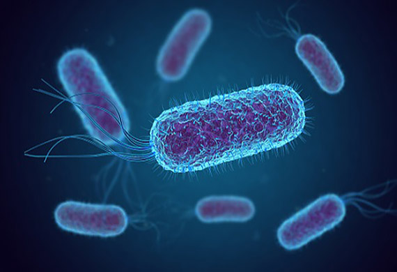 Bakteria E.Coli wykryta w próbkach