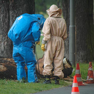 Laska: Stra�acy usuwali gniazdo szerszeni