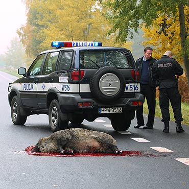 Dzik wybiegł przed forda. Zwierzę nie żyje