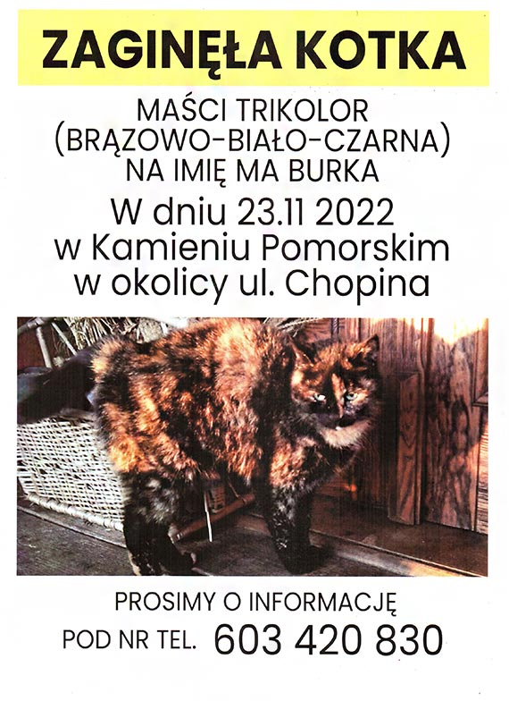 W Kamieniu Pomorskim zagina kotka. Dalej jej szukamy!