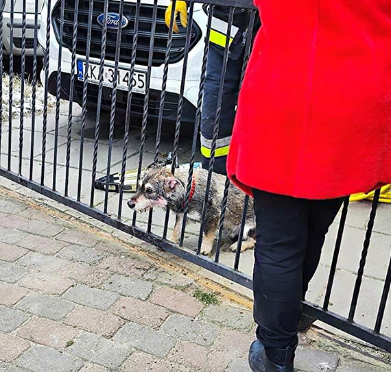 Straacy uwolnili psa uwizionego w metalowym ogrodzeniu