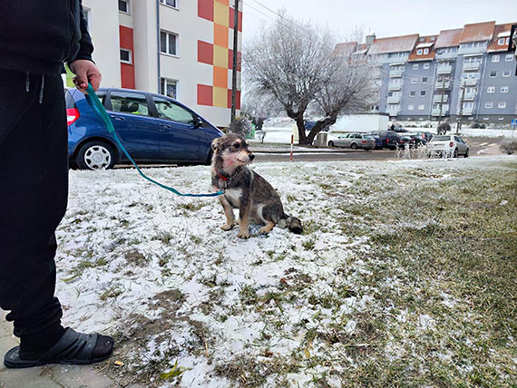 Straacy uwolnili psa uwizionego w metalowym ogrodzeniu
