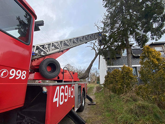 Strażacy z OSP Kołczewo usunęli drzewo