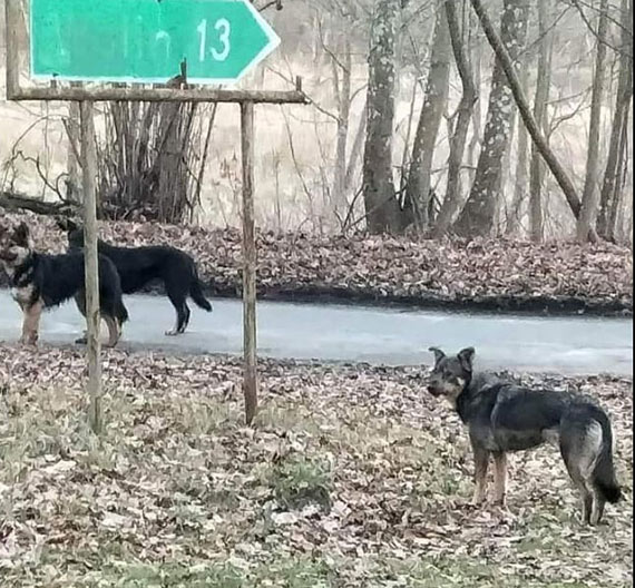 Trzy sporej wielkoci psy biegaj bezpasko po Warnowie. Gdzie s waciciele?