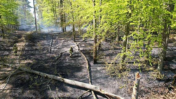 Pomocnicze Siły i Jedność w Walce z Pożarem Poszycia Leśnego - Sukcesowa Akcja OSP Kołczewo i Innych Jednostek Ratowniczych