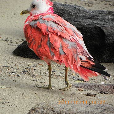 Kolorowa mewa. Wypadek czy okrucie�stwo?