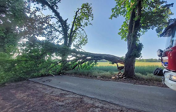Osp Kołczewo, alarm na powalone drzewo