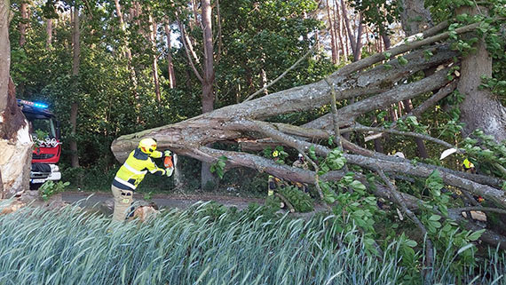 Osp Kołczewo, alarm na powalone drzewo