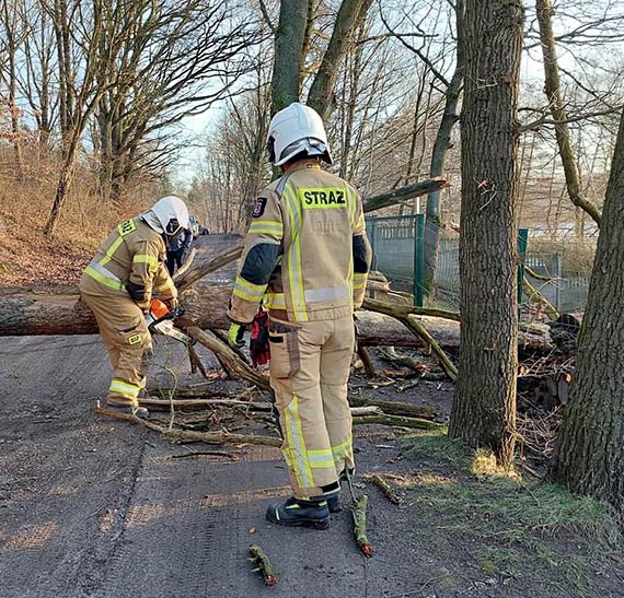 OSP Kołczewo interweniuje przy przewróconym drzewie w Żółwinie