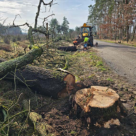 Wycinają drzewa przy drogach