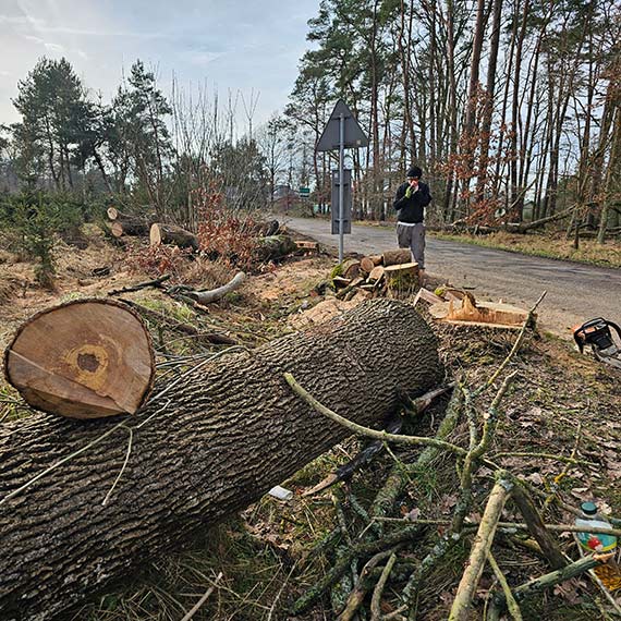 Wycinają drzewa przy drogach