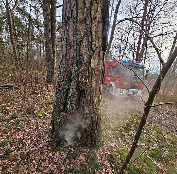 Pożar drzewa na drodze dojazdowej do stacji PKP