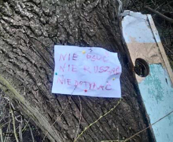 Mieszkaniec: Wycinka drzew po kamieńsku
