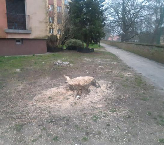 Mieszkaniec: Wycinka drzew po kamieńsku