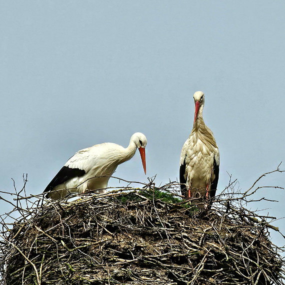 Witamy wiosn w Kodrbiu! Tradycja i natura w parze: Kodrbskie bociany znw w domu