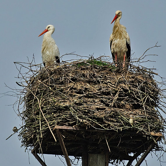 Witamy wiosnę w Kodrąbiu! Tradycja i natura w parze: Kodrąbskie bociany znów w domu