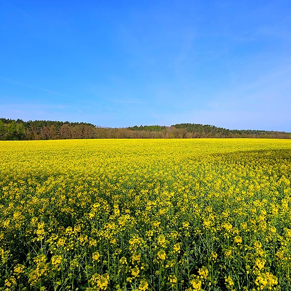 Szalone ocieplenie klimatu: Wiosna przyszła miesiąc wcześniej