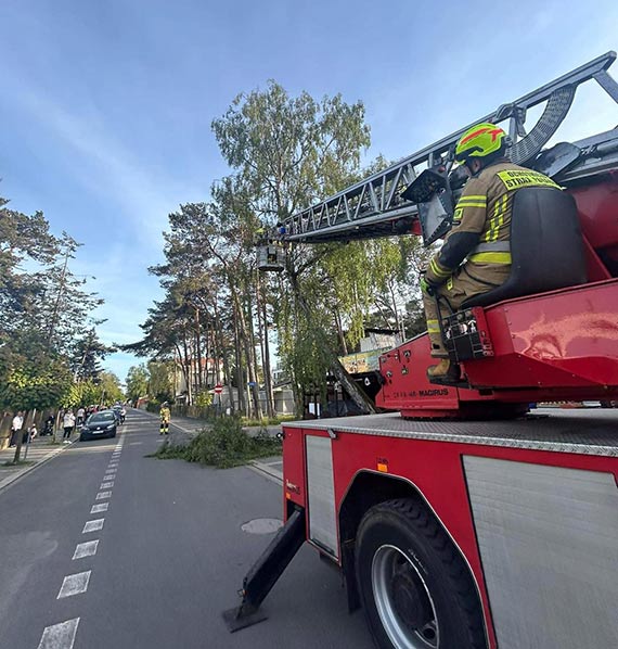 Strażacy z OSP Kołczewo usunęli dwa drzewa