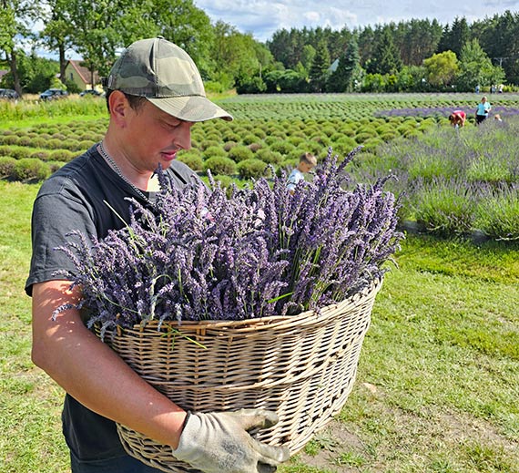 Dni Lawendy na plantacji legalnego zioa w Kodrbku na Wyspie Wolin