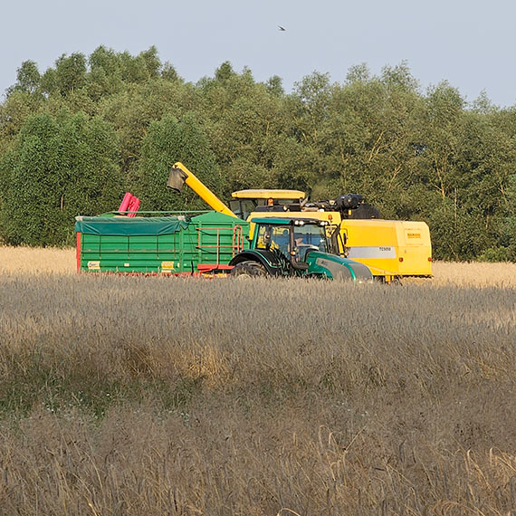 Żniwa w powiecie kamieńskim ruszyły