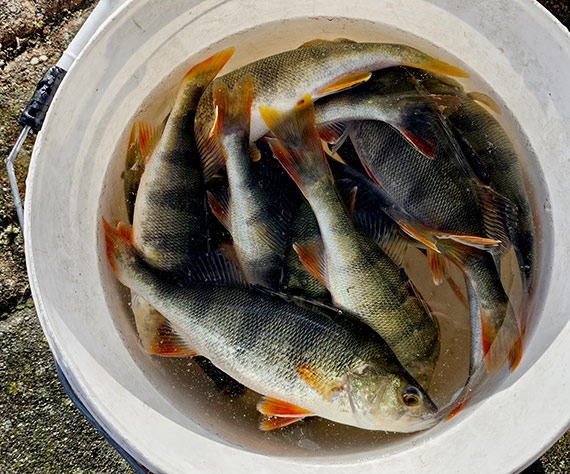 Wielkie branie okonia nad Dziwną w Wolinie