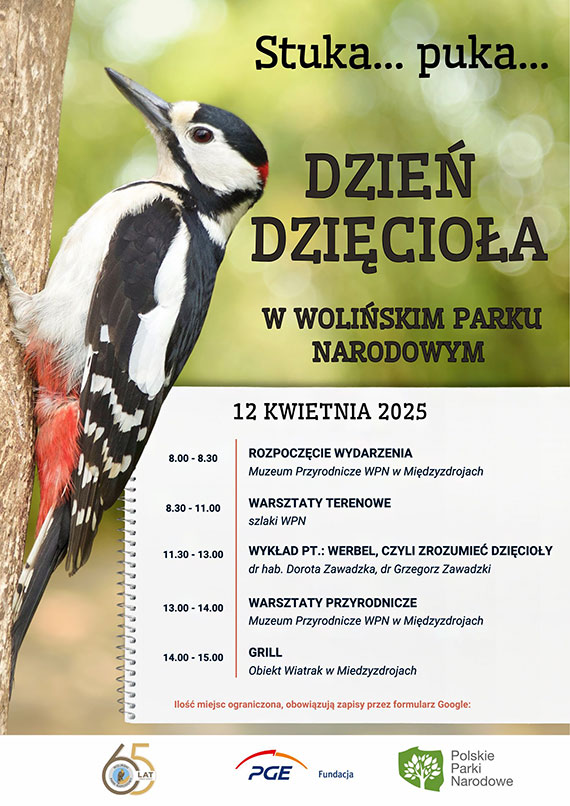 Zapraszamy na Stuka...puka...Dzień Dzięcioła w Wolińskim Parku Narodowym!