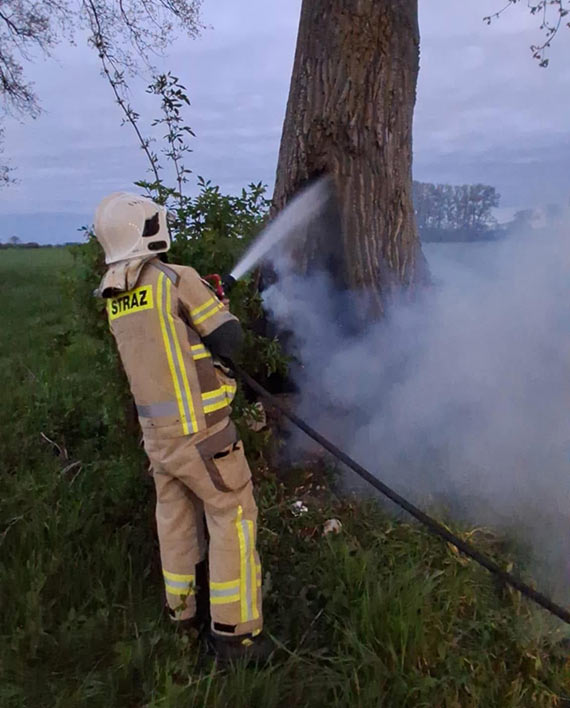 Strażacy z OSP Kołczewo gasili pożar drzewa w okolicach Sierosławia