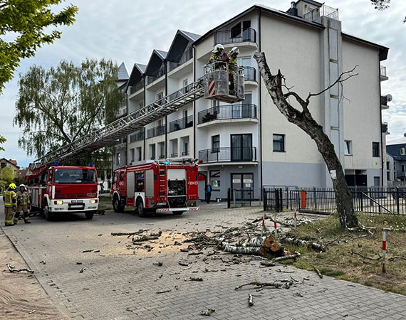 Niebezpieczne drzewo usunięte tuż obok popularnego sklepu