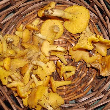 Wolin: Jajecznica z kurkami w �rodku zimy