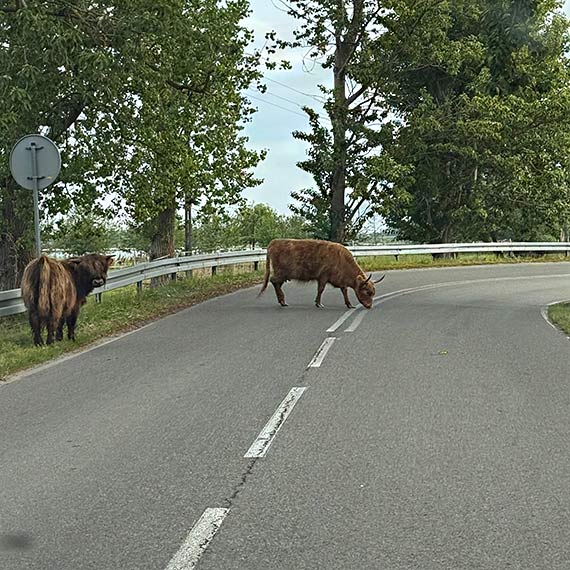 Groźne spotkanie na drodze. Bydło szkockie wychodzi na ulicę w Wicku!