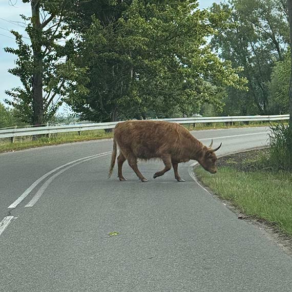 Groźne spotkanie na drodze. Bydło szkockie wychodzi na ulicę w Wicku!