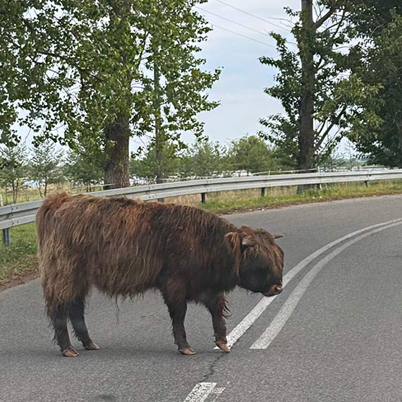 Groźne spotkanie na drodze. Bydło szkockie wychodzi na ulicę w Wicku!