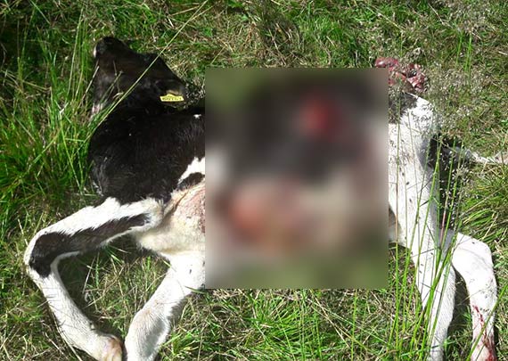 Makabryczny atak wilków w Chrząstowie. Nie żyje siedem cieląt