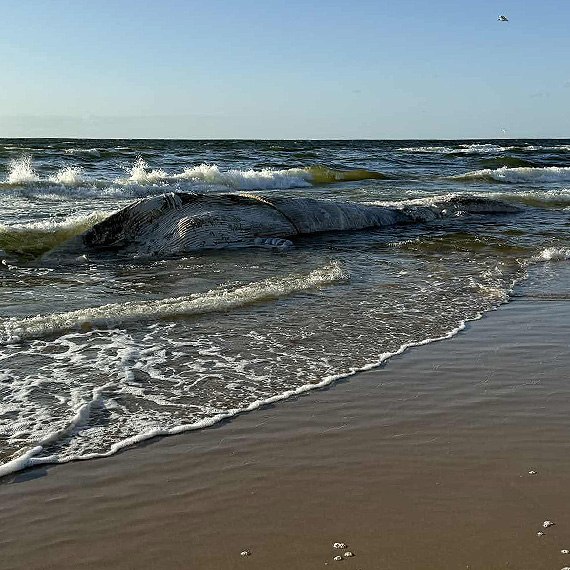 Martwy wieloryb wyrzucony na brzeg w Wisece. Nocna akcja usuwania trucha