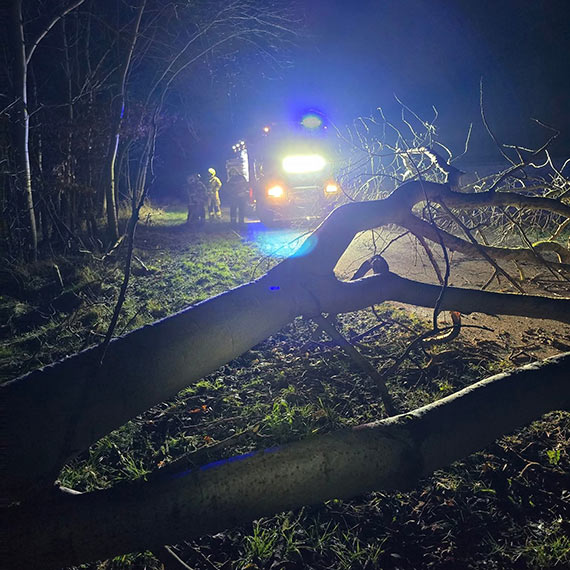 Bobry podciy drzewo. Straacy z OSP Koczewo usuwali zagroenie o wicie