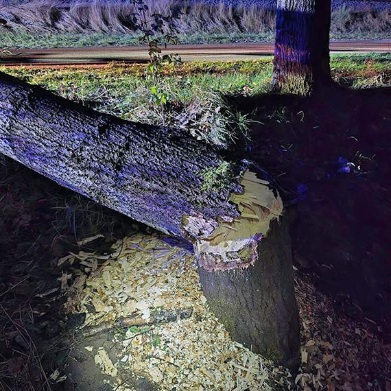 Bobry podcięły drzewo. Strażacy z OSP Kołczewo usuwali zagrożenie o świcie