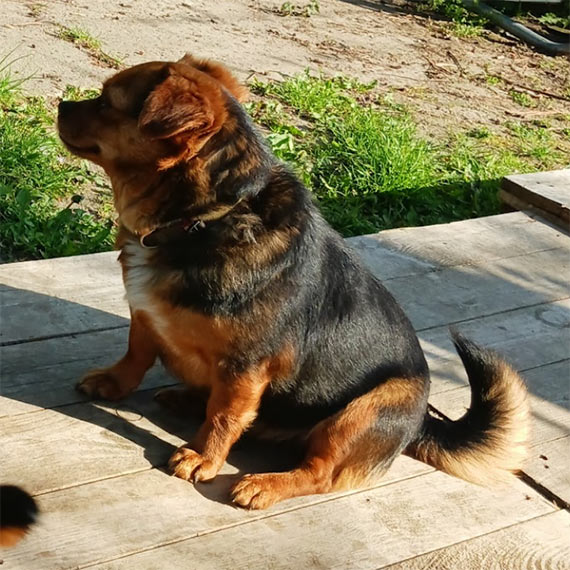 Zagin�a suczka Lila. Ostatni raz widziana w Domys�owie