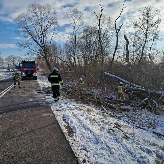 Powalone drzewo zablokowa�o drog� w Kolonii K��by. Interweniowa�a OSP Golczewo