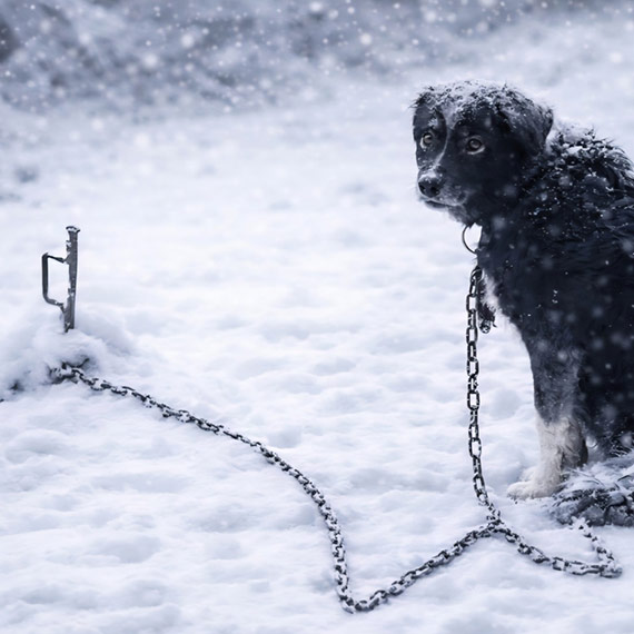Zadbajmy o zwierzęta w zimowym okresie