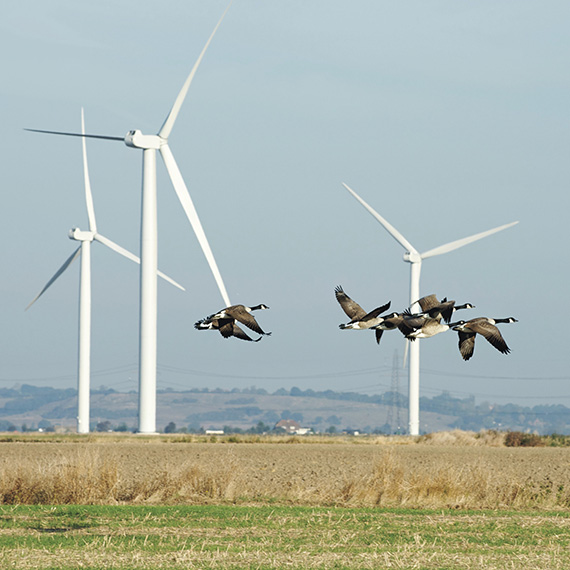 Lewiatan: Nowe wytyczne GDO� utrudni� rozw�j wiatrak�w na l�dzie