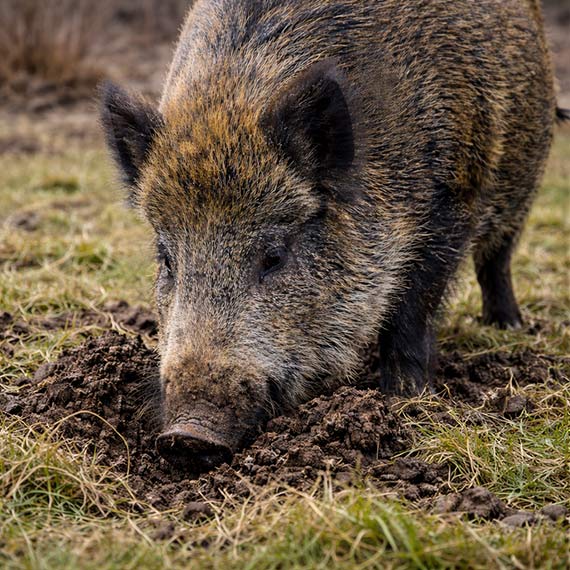 Dziki maj� park. Dlaczego sto��wk� znalaz�y na terenach zabudowanych? Kto powstrzyma inwazj� dzik�w?