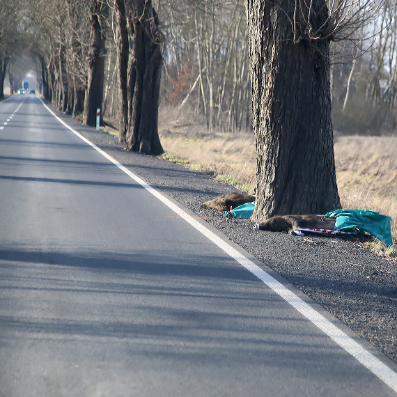 Dziki zgin�y na drodze DW103. Weterynaria pobra�a pr�bki do bada�