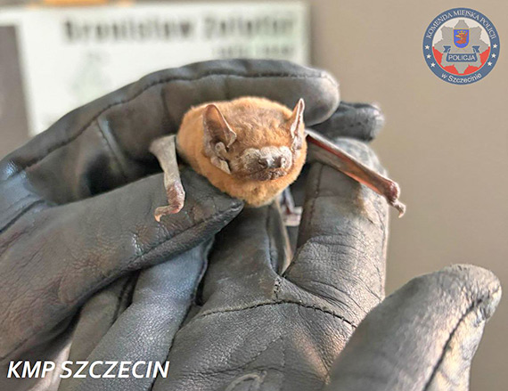 Nietypowa pomoc w drodze na służbę. Policjant uratował małego nietoperza