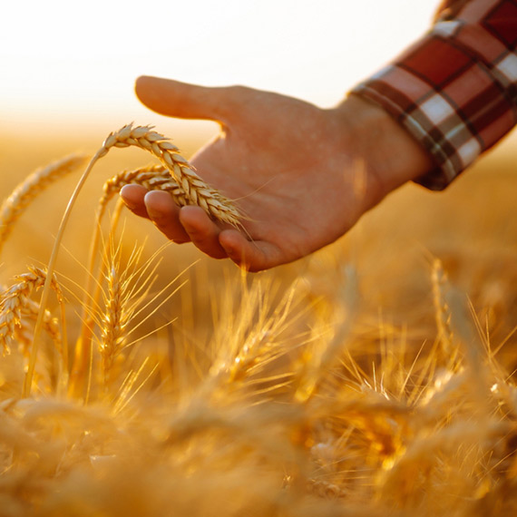 Czego potrzebują rolnicy ekologiczni w Polsce?