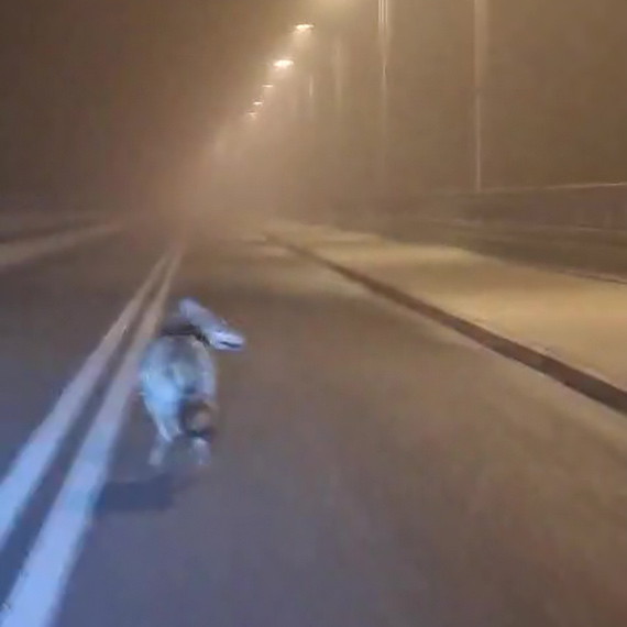 Wilk na mo�cie. Nocne nagranie ze �winouj�cia