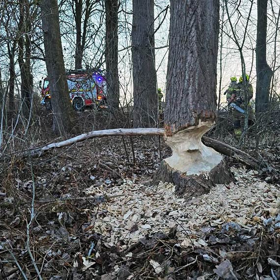 Bobry podcięły drzewa. Strażacy ruszyli do akcji przy drodze